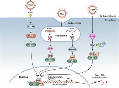 Immune responses to Tilapia lake virus infection: what we know and what we don’t know